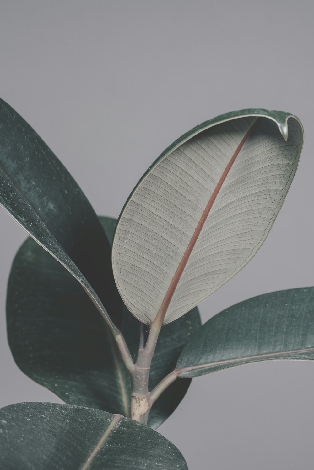 green leaf plant with water droplets