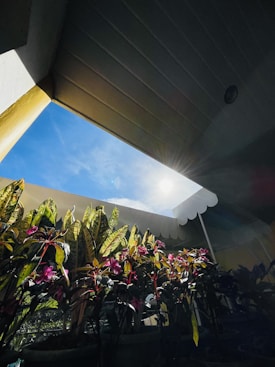 A group of vibrant green plants with pink flowers is positioned under a slanted roof opening, allowing sunlight to stream in and illuminate the foliage. The bright blue sky with scattered clouds is visible through the opening, enhancing the contrast between the dark and light areas.