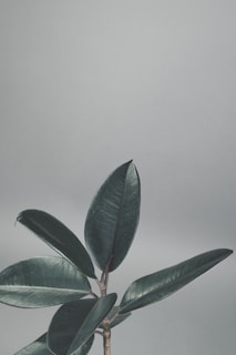 green leaf plant near white wall