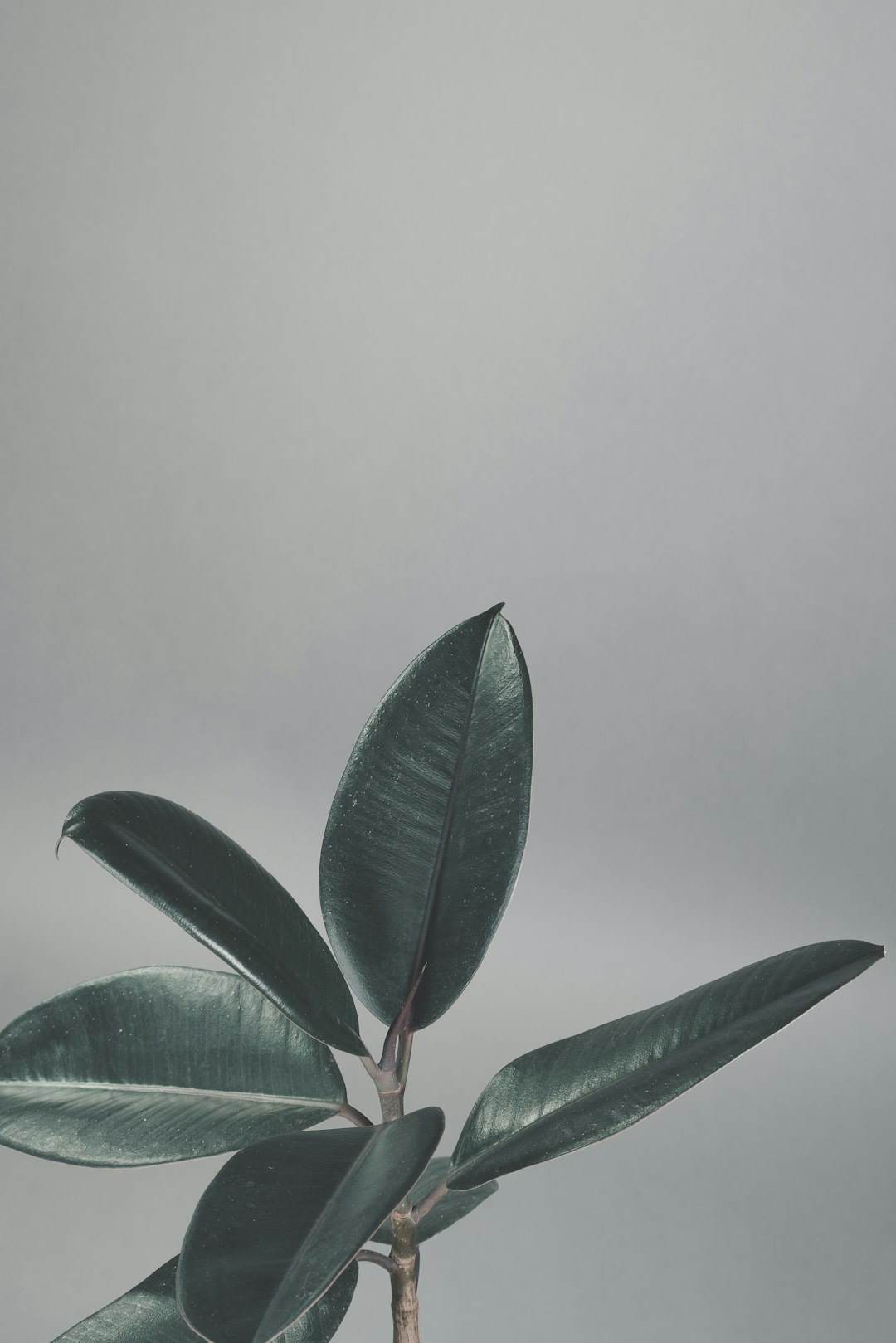 green leaf plant near white wall