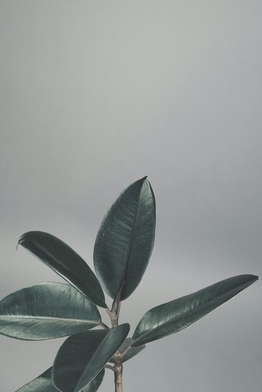 plante à feuilles vertes près d’un mur blanc