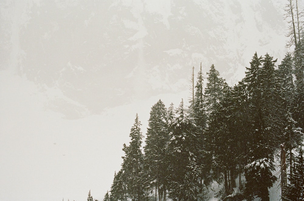 green pine trees covered with snow