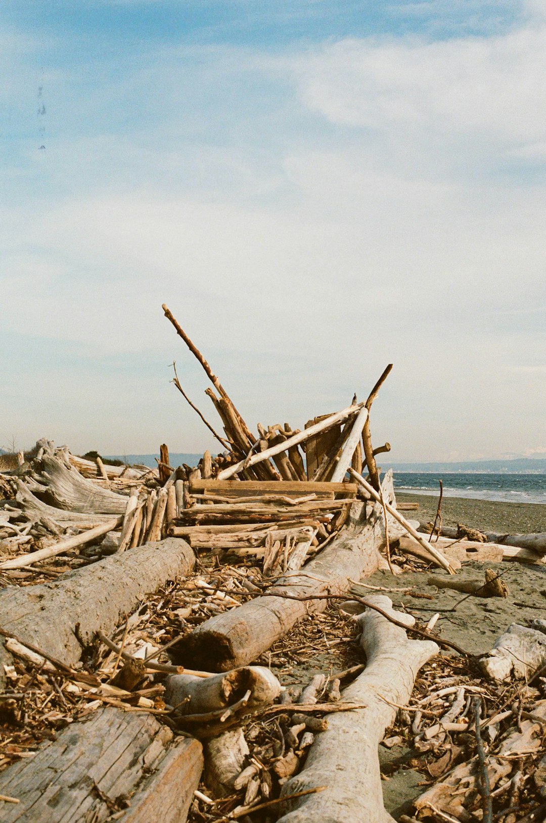 brown wood log on beach during daytime