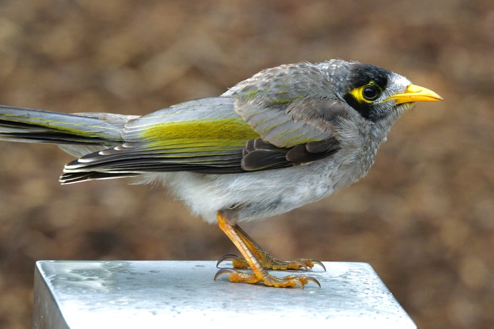 white black and yellow bird on white wooden fence during daytime