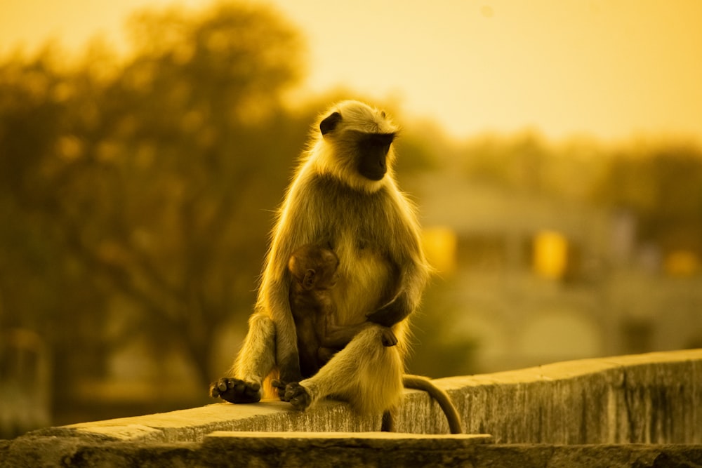 monkey sitting on brown wooden fence during daytime