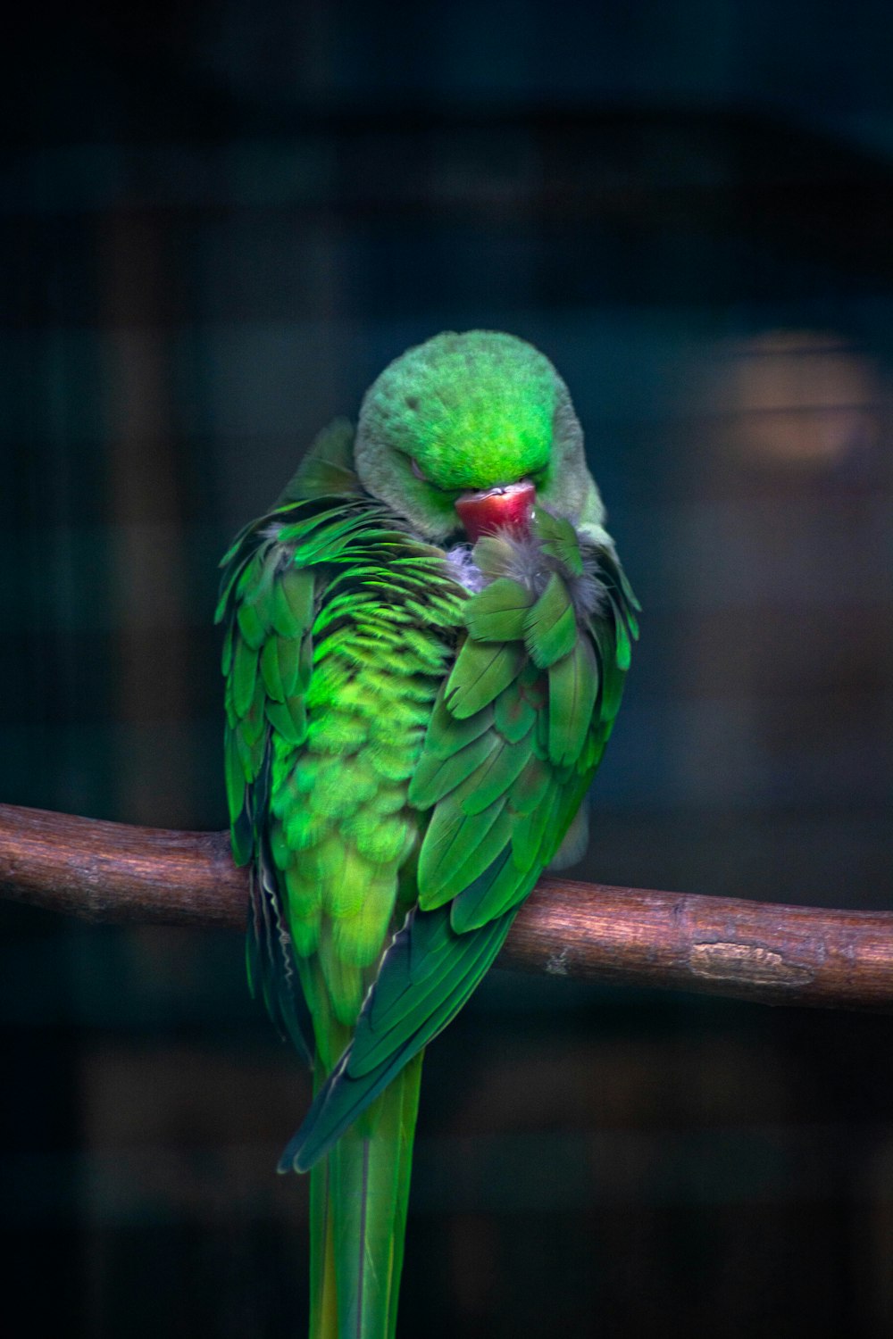 green bird on brown tree branch