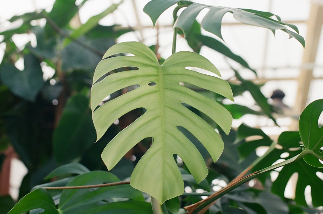 green leaves in close up photography