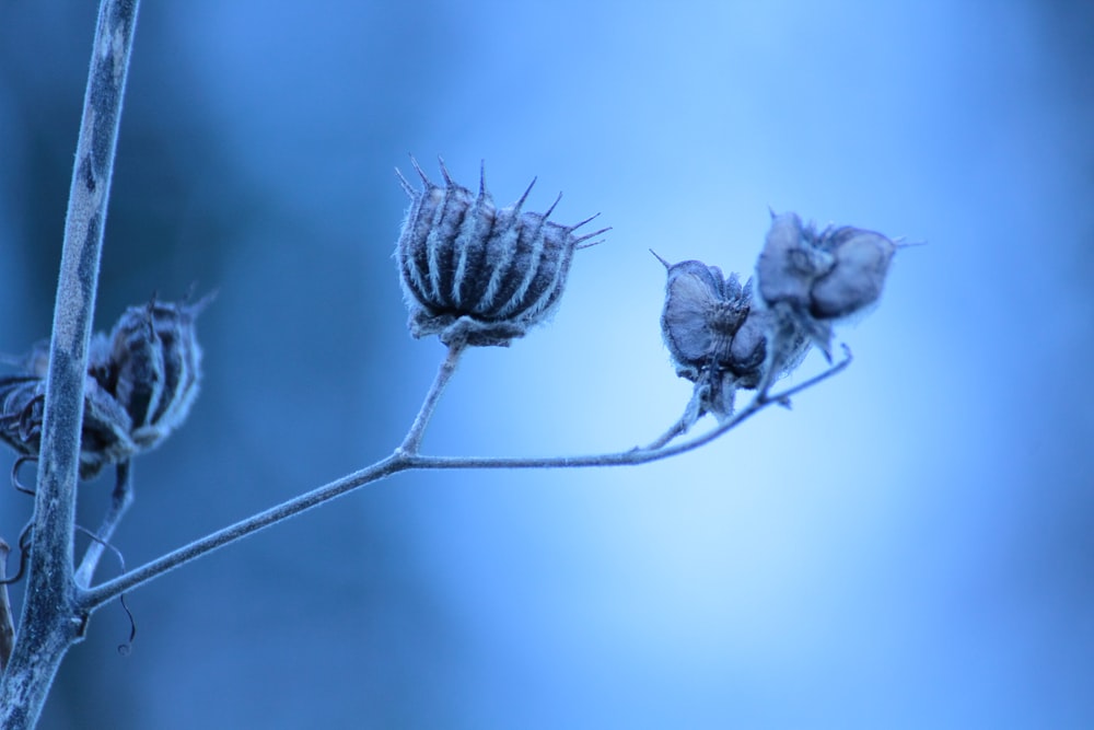 blue flower in close up photography