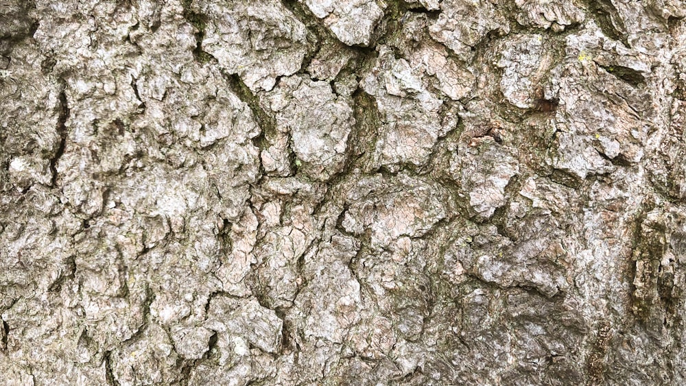 gray and brown concrete wall