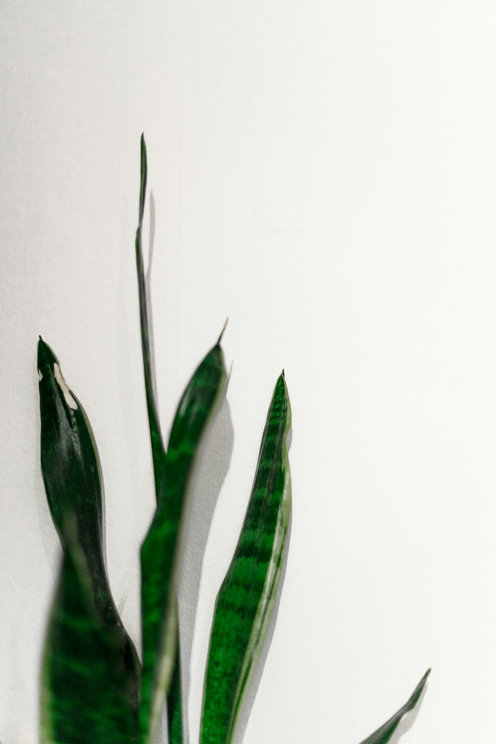 Grüne Schlangenpflanze auf weißem Hintergrund