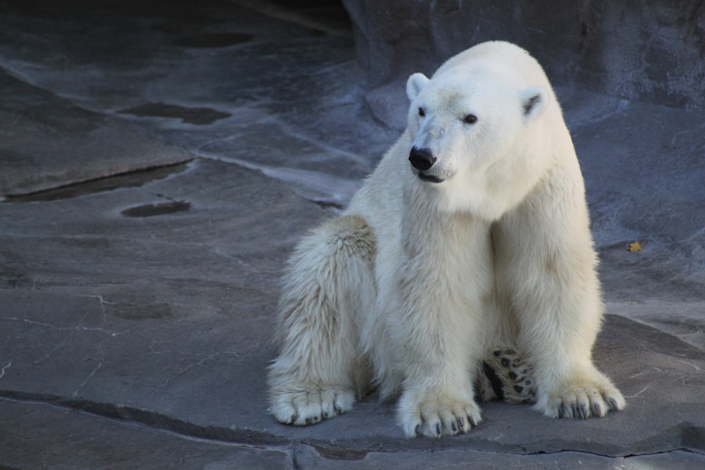 polar bear walking on snow covered ground during daytime