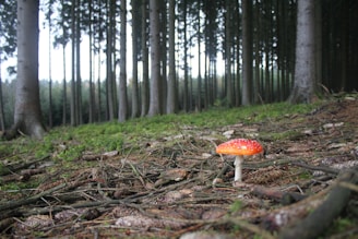 A forest scene with tall, straight trees extending into the background, creating a dense canopy. The forest floor is covered with green moss, branches, and twigs. A bright red and white-spotted mushroom is prominently in the foreground, adding a vivid contrast to the earthy tones.