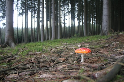 A forest scene with tall, straight trees extending into the background, creating a dense canopy. The forest floor is covered with green moss, branches, and twigs. A bright red and white-spotted mushroom is prominently in the foreground, adding a vivid contrast to the earthy tones.