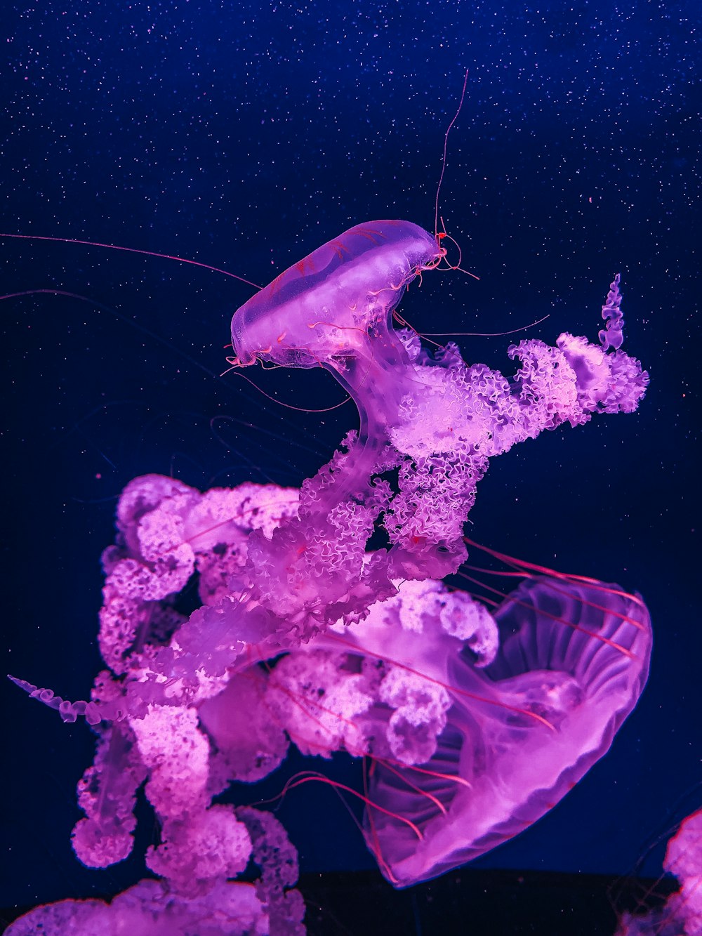 white and purple jellyfish in water