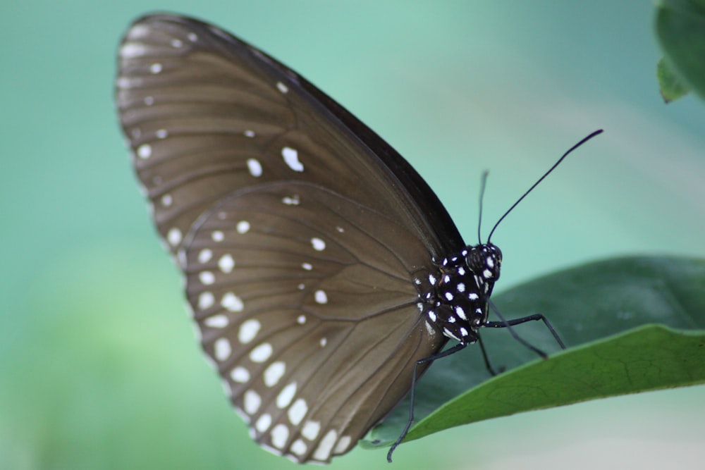 brown and white butterfly perched on green leaf in close up photography during daytime