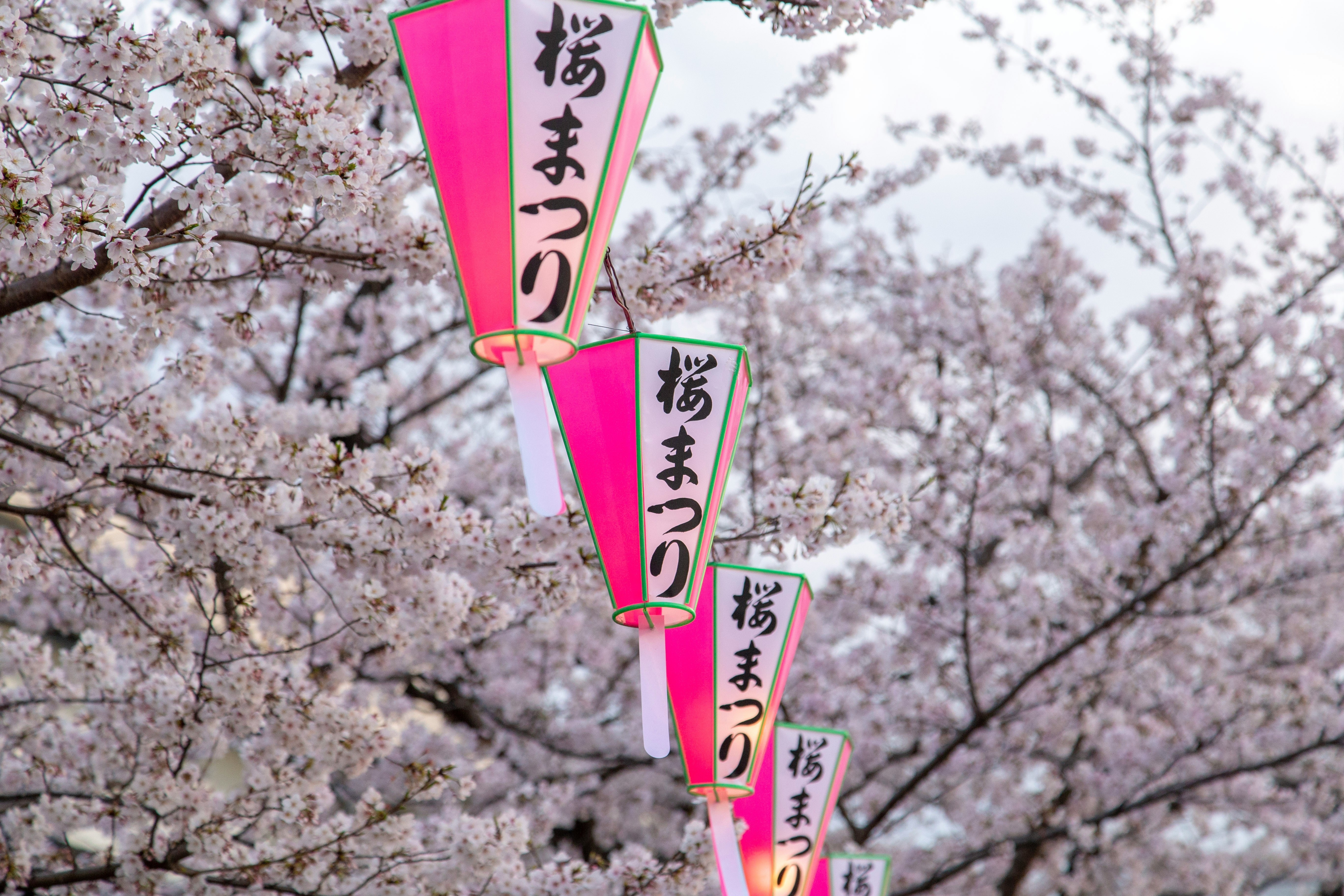 Cherry Blossoms along the Meguro River