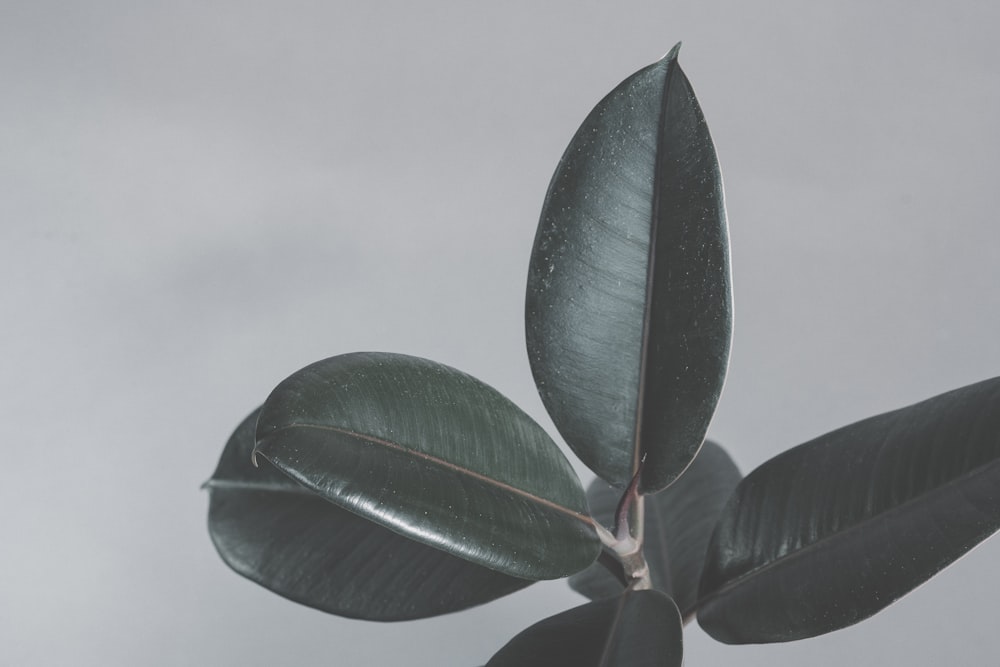 green leaf plant in close up photography