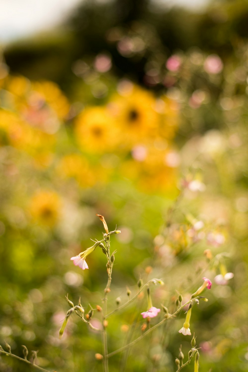 yellow and green flower buds