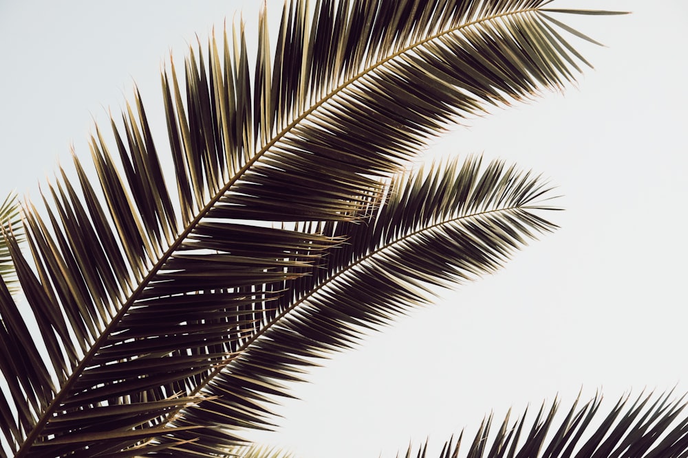 green palm tree under white sky