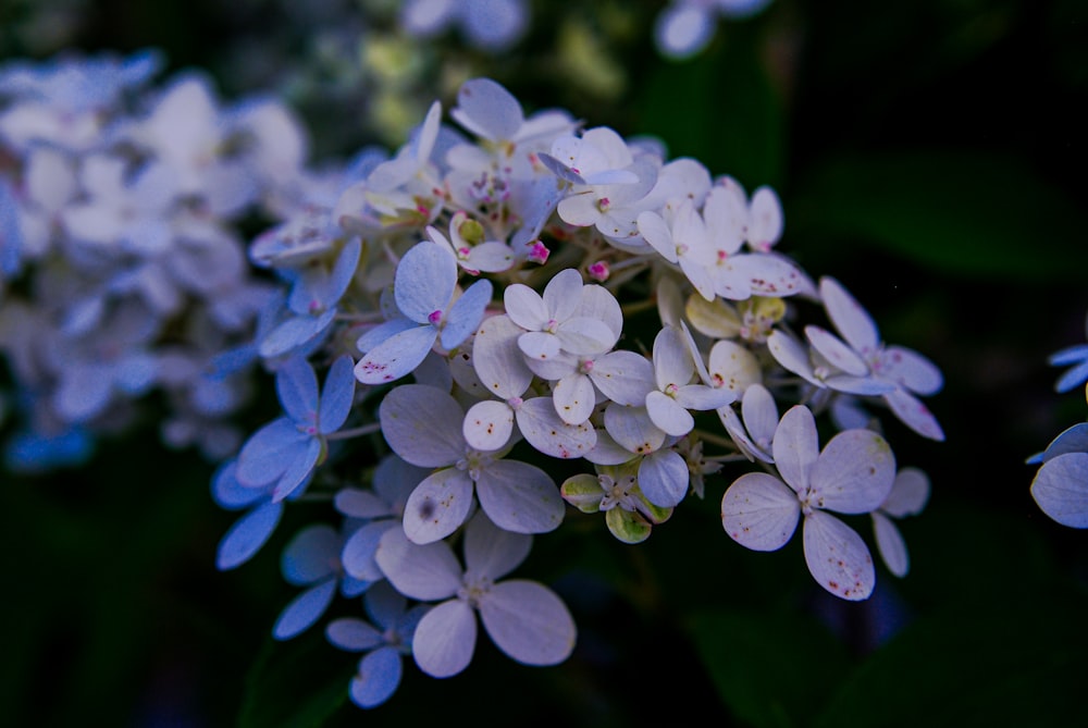 white flowers with green leaves