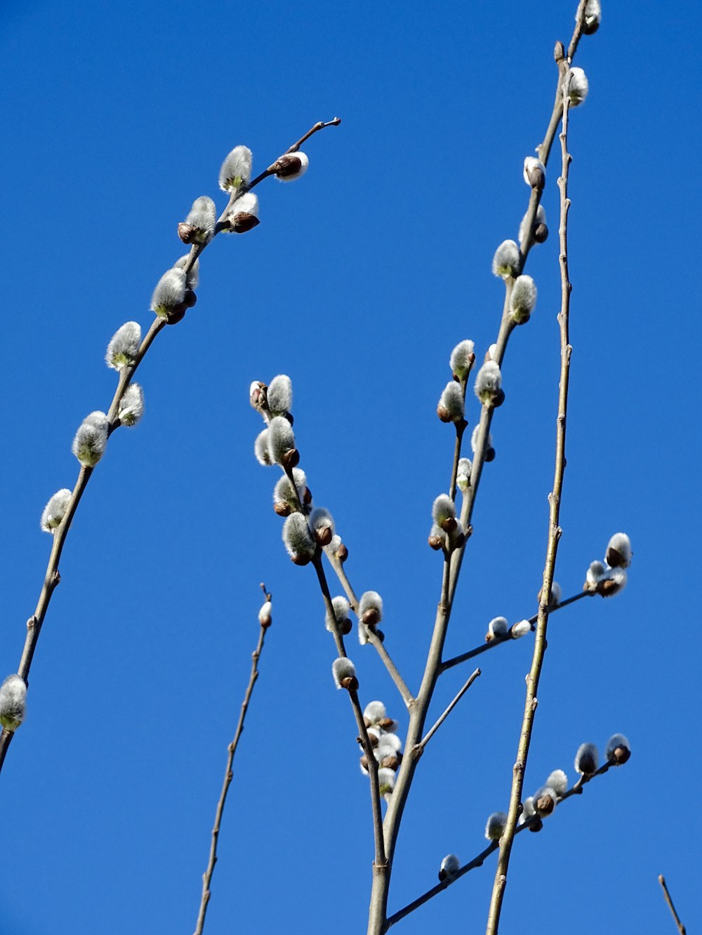 Weiße runde Früchte auf Draht unter blauem Himmel tagsüber