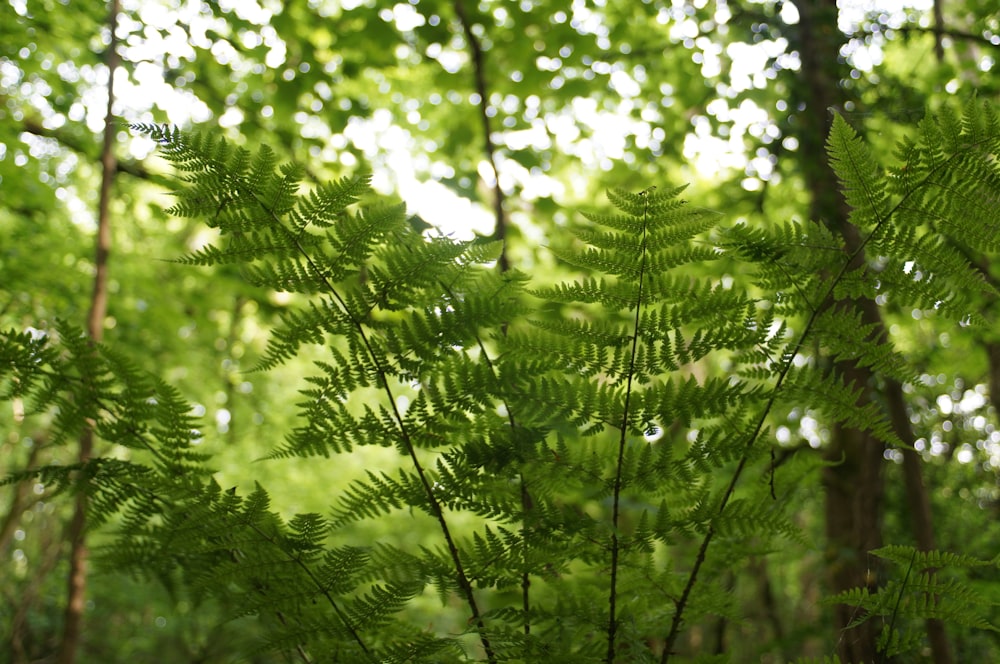 green fern plant during daytime