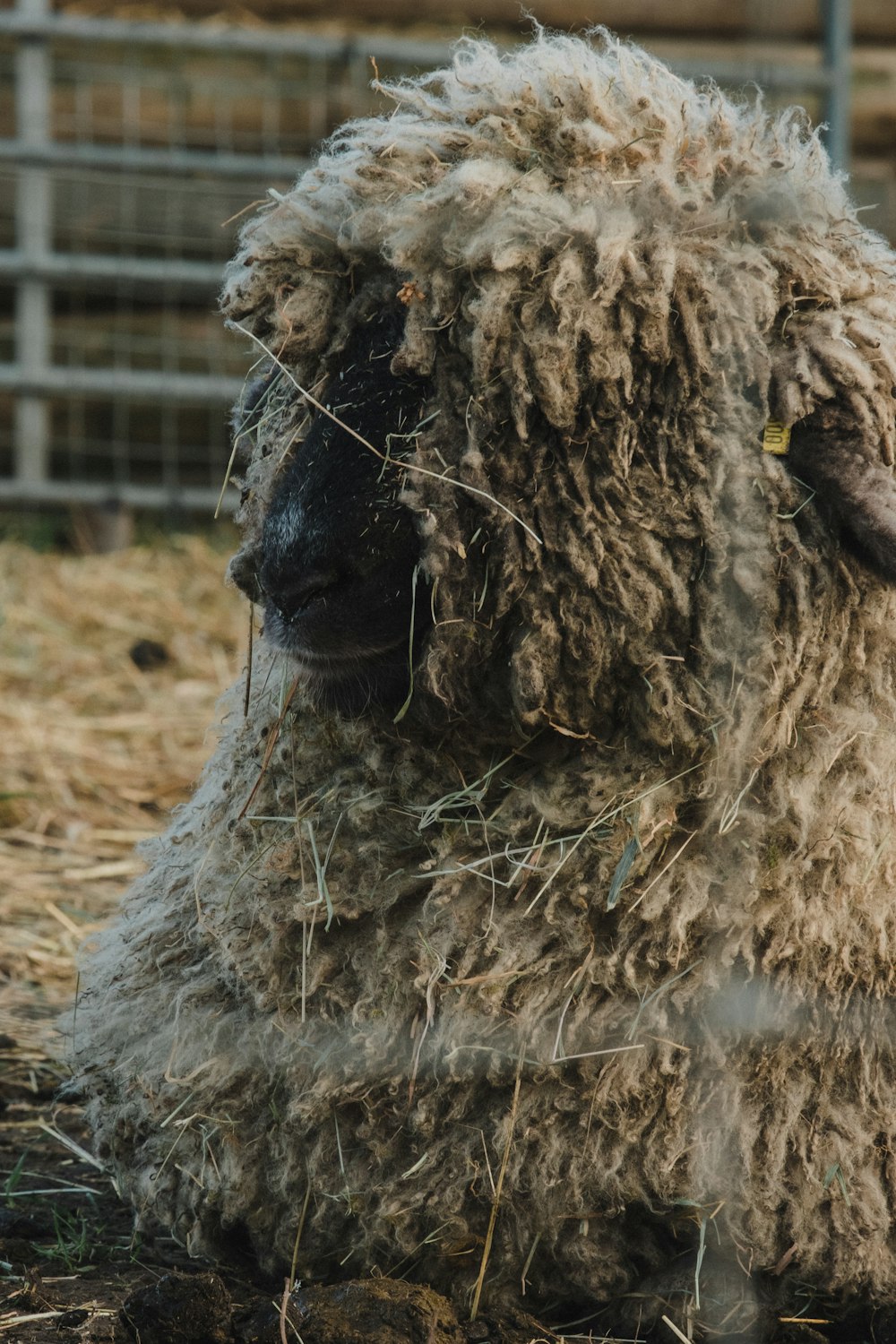 white sheep on brown grass field during daytime