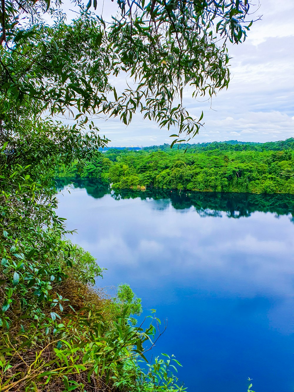 green trees beside body of water during daytime