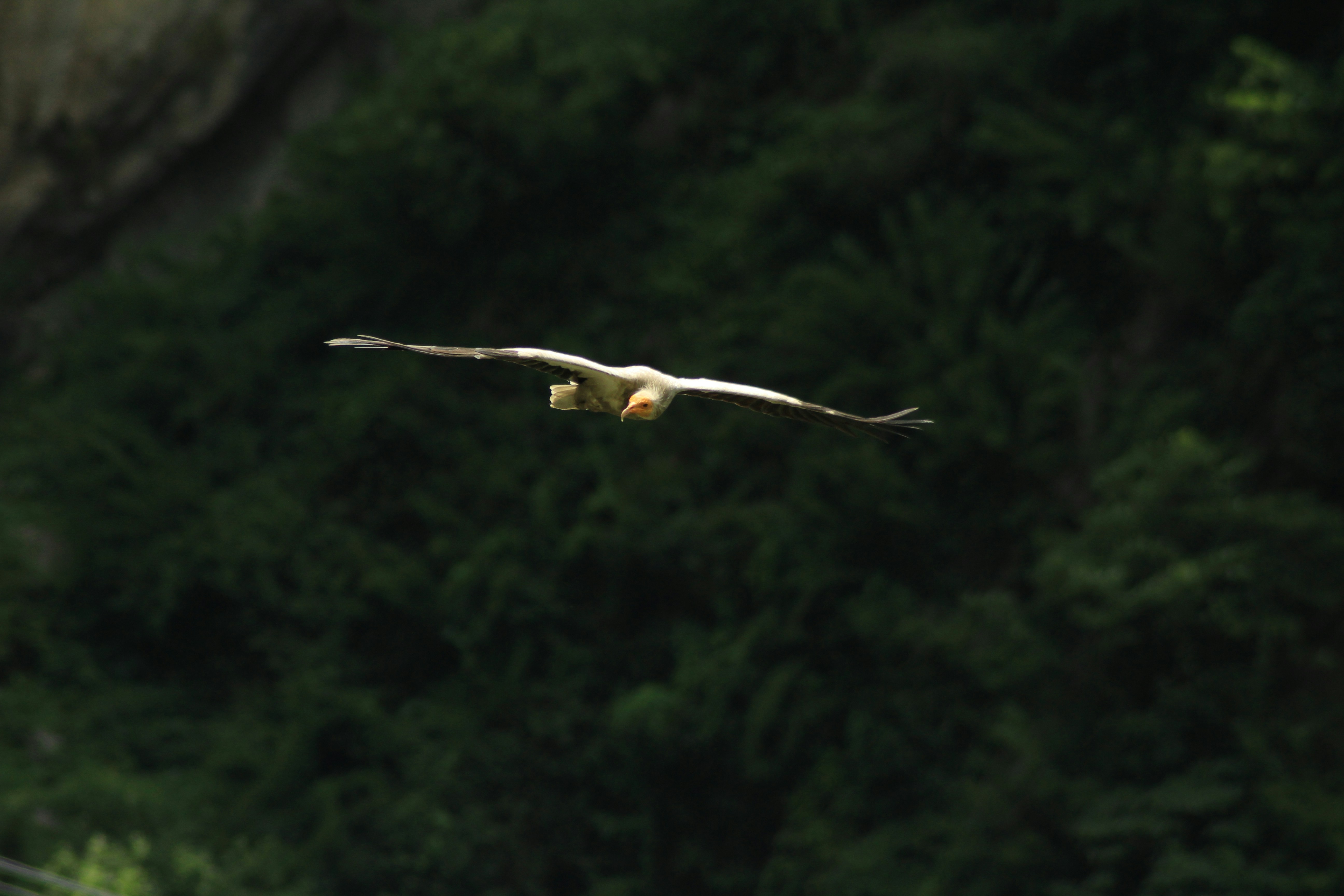 brown bird flying during daytime