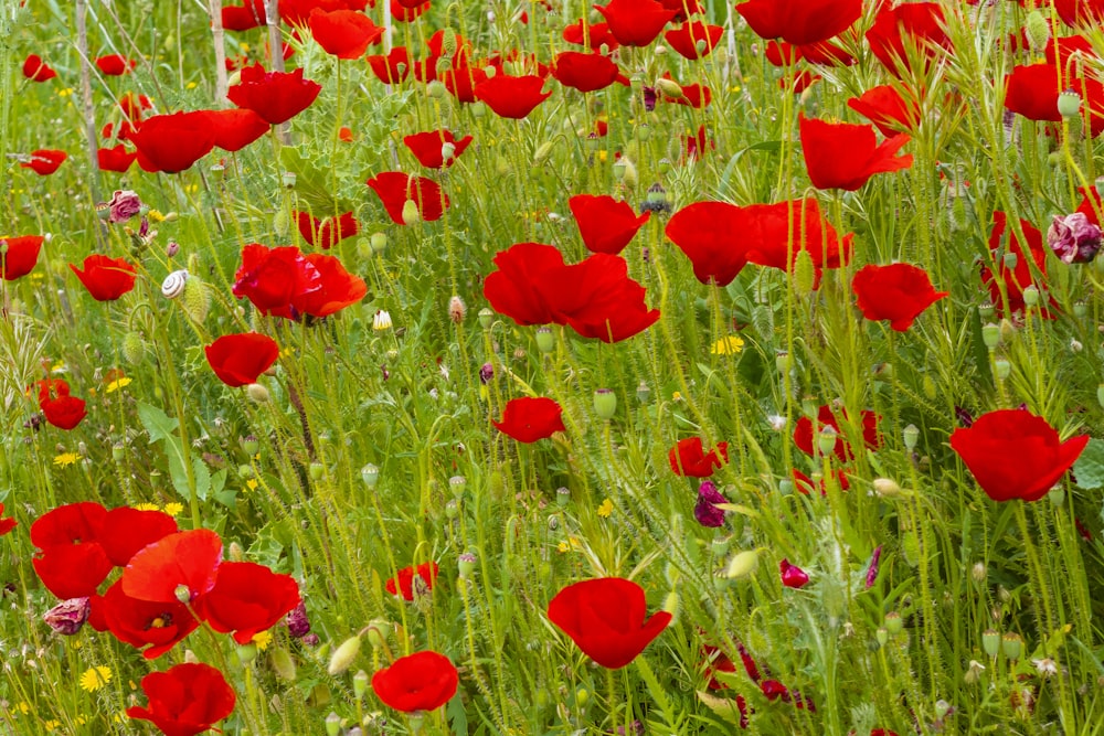 red flower field during daytime