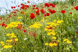 red and yellow flower field during daytime