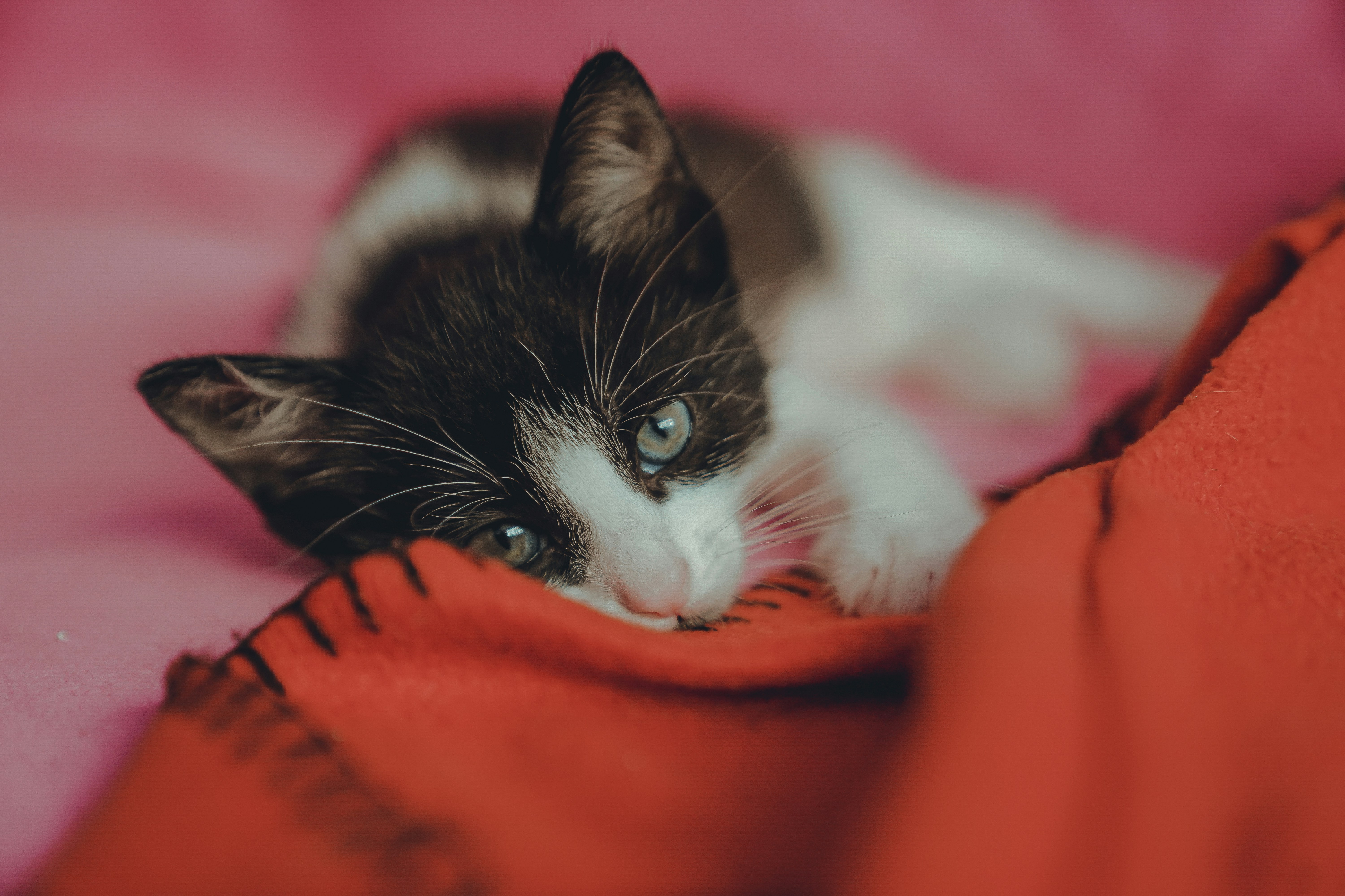 Sound and Music for Cats (image credits: unsplash)