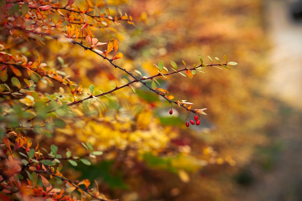 red and yellow flower buds in tilt shift lens