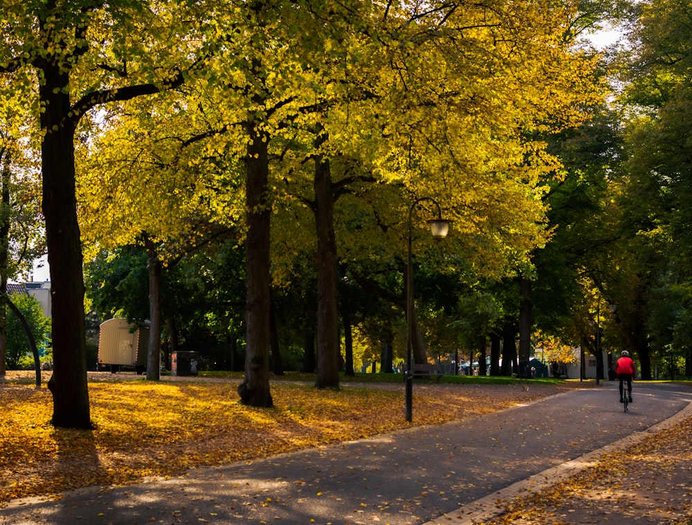 green trees on brown soil