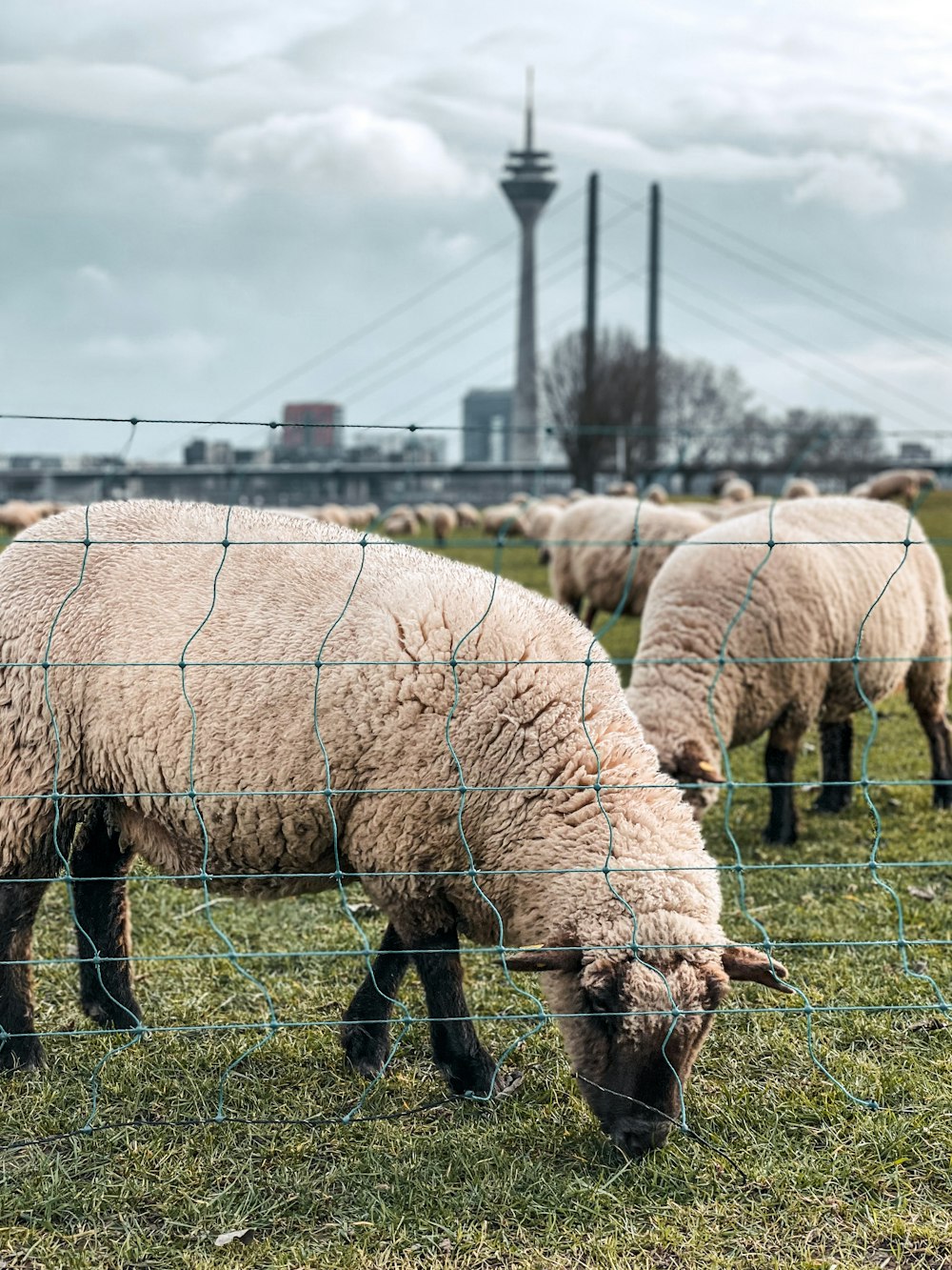 white sheep on green grass field during daytime