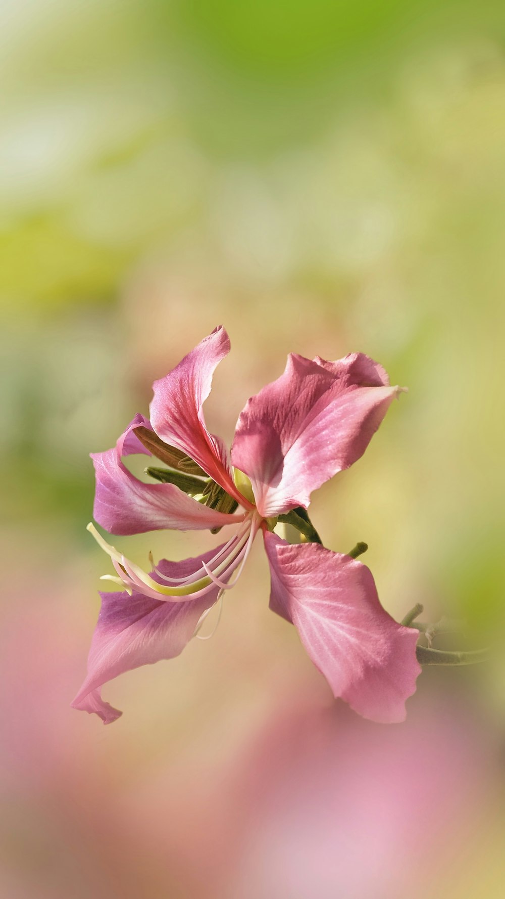 purple flower in tilt shift lens