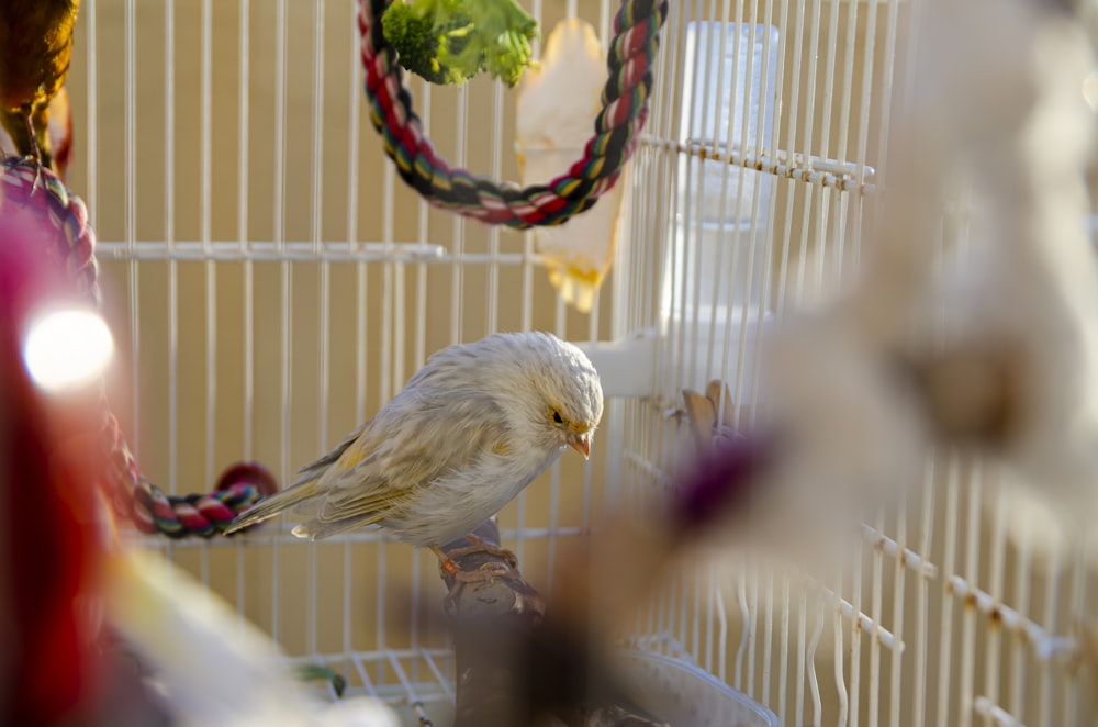 white bird on brown tree branch