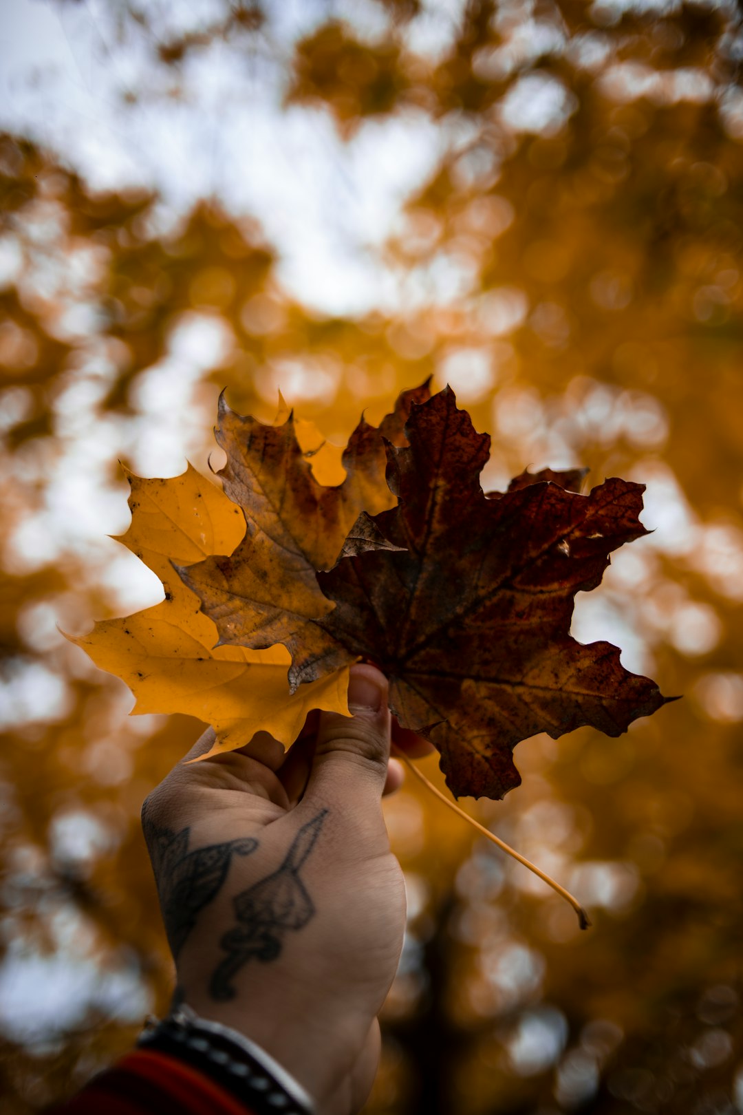 person holding brown maple leaf