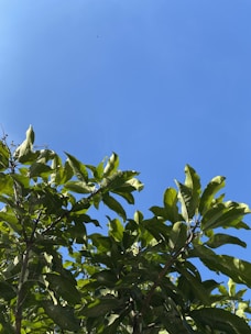 A vibrant green moringa tree with lush leaves under a clear blue sky.