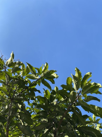 A vibrant green moringa tree with lush leaves under a clear blue sky.
