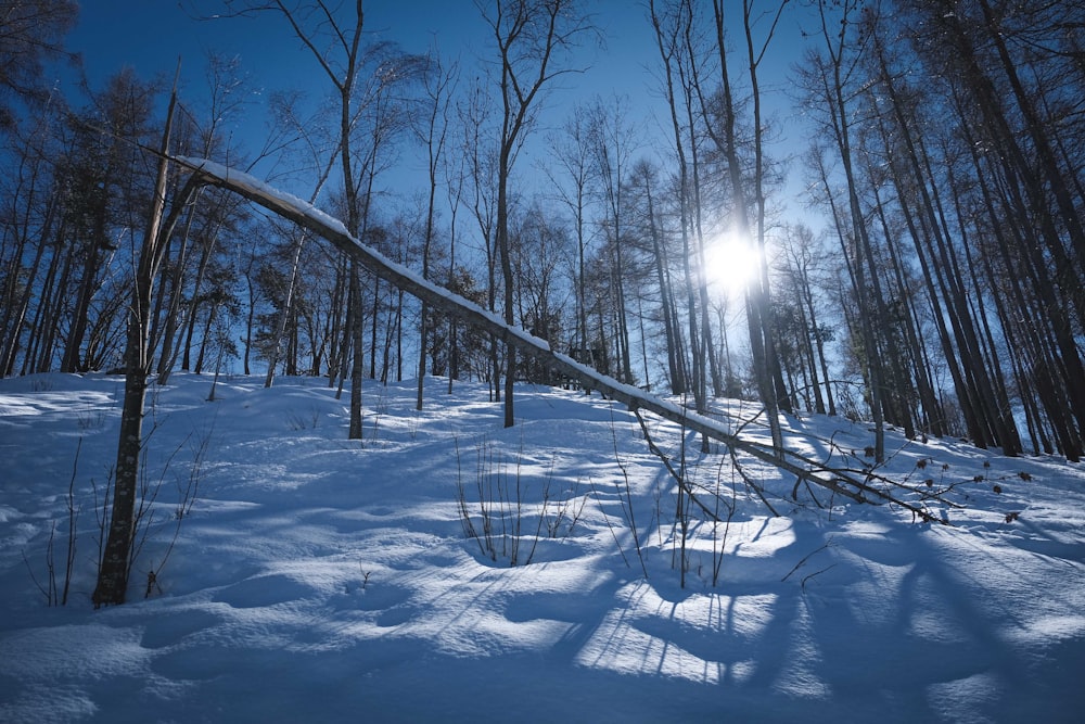 leafless trees on snow covered ground during daytime