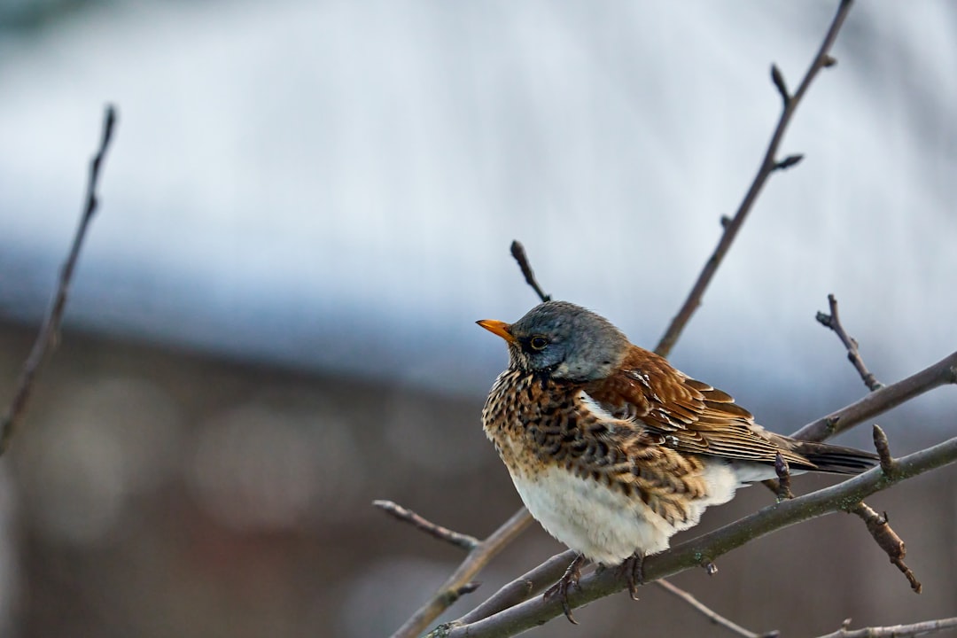 brown and white bird on tree branch