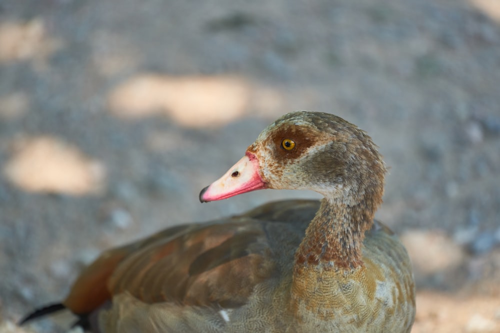 brown duck on gray rock