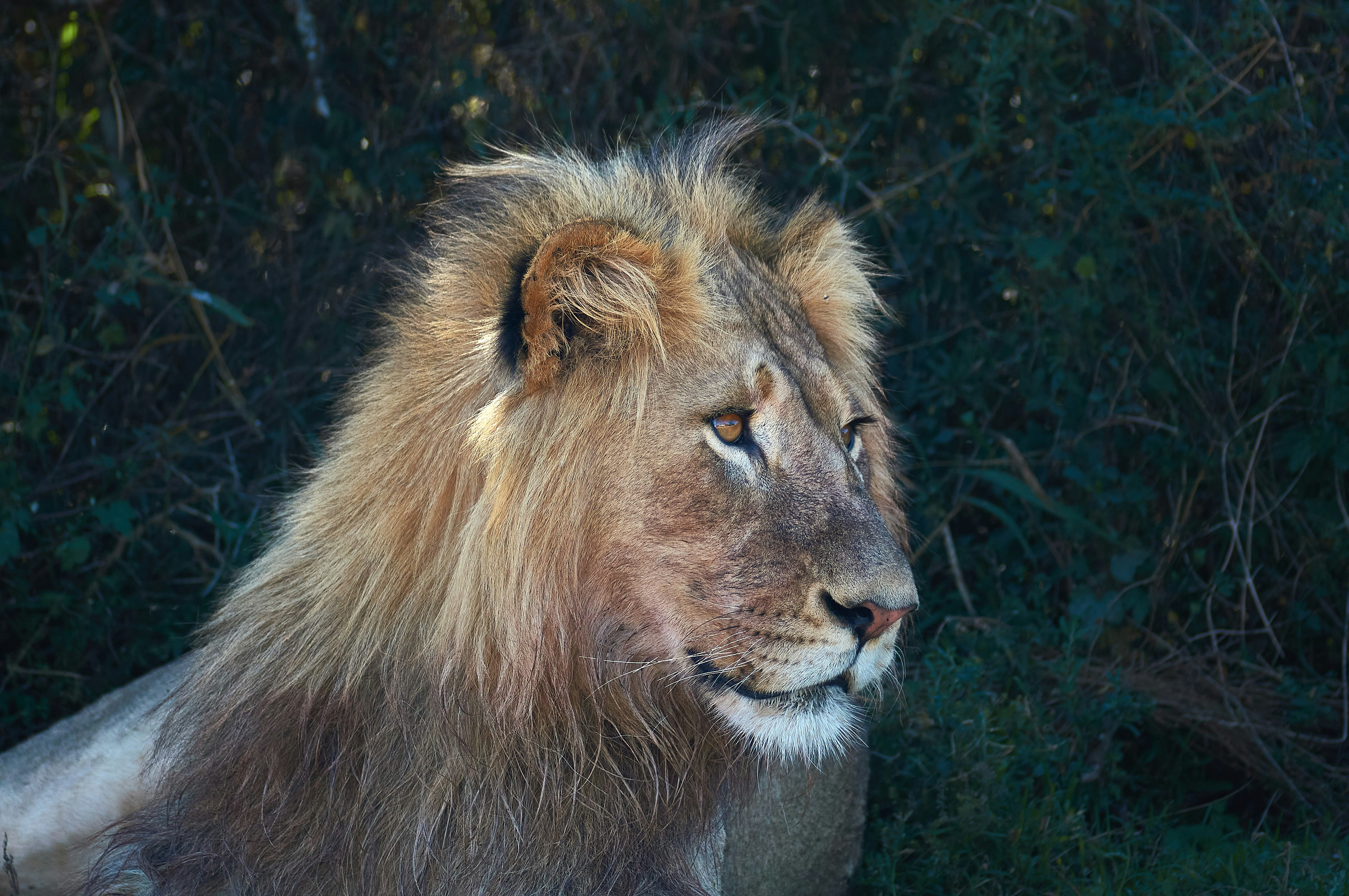 Photo by wolfgang_hasselmann