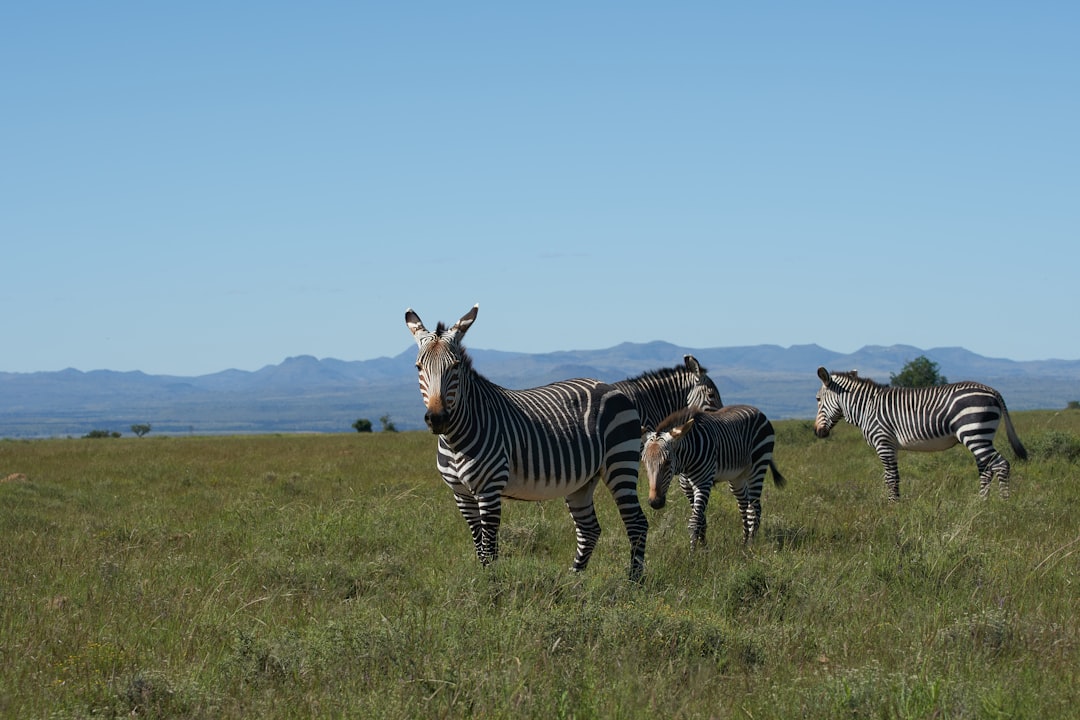 zebra on green grass field during daytime