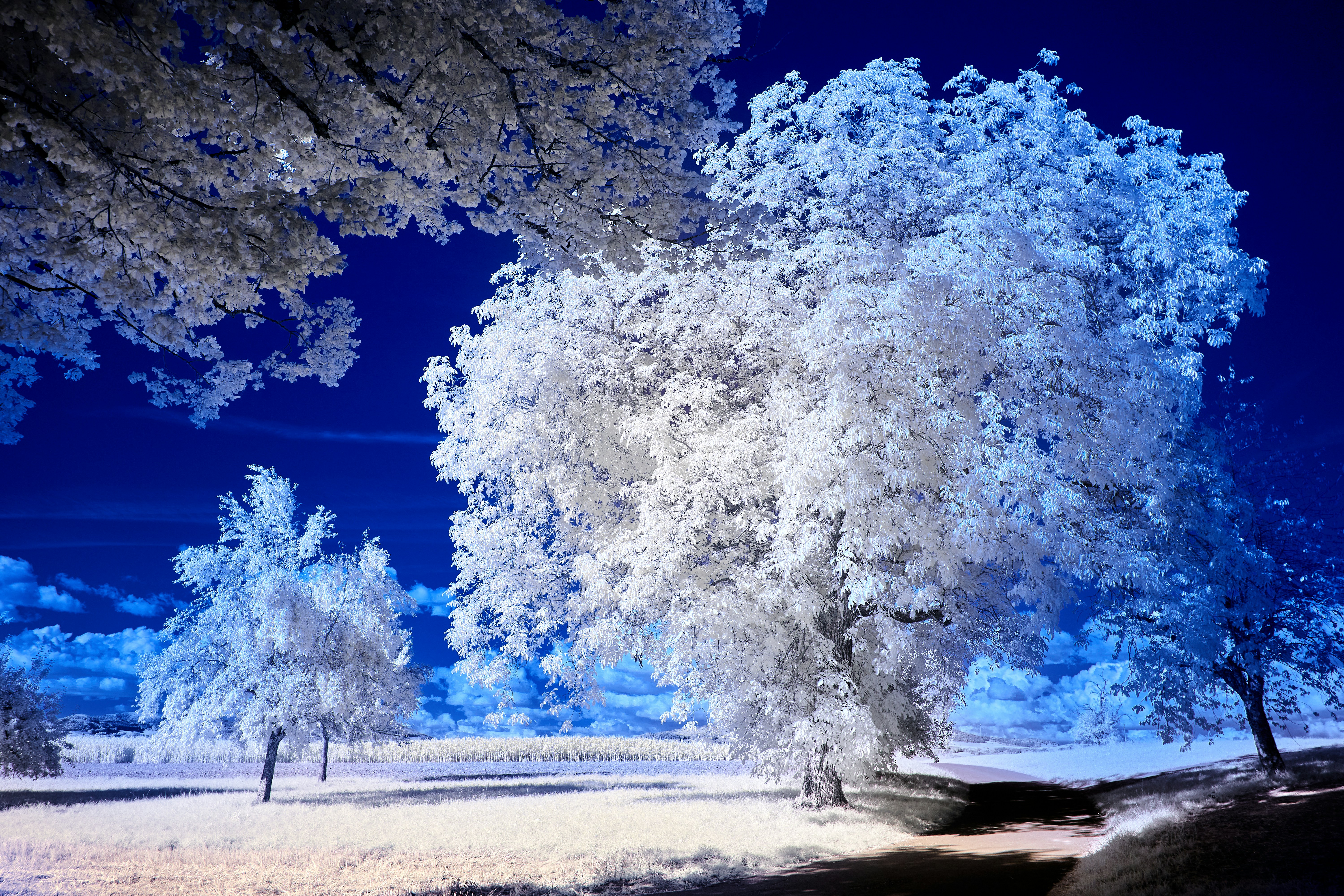 Photo by wolfgang_hasselmann