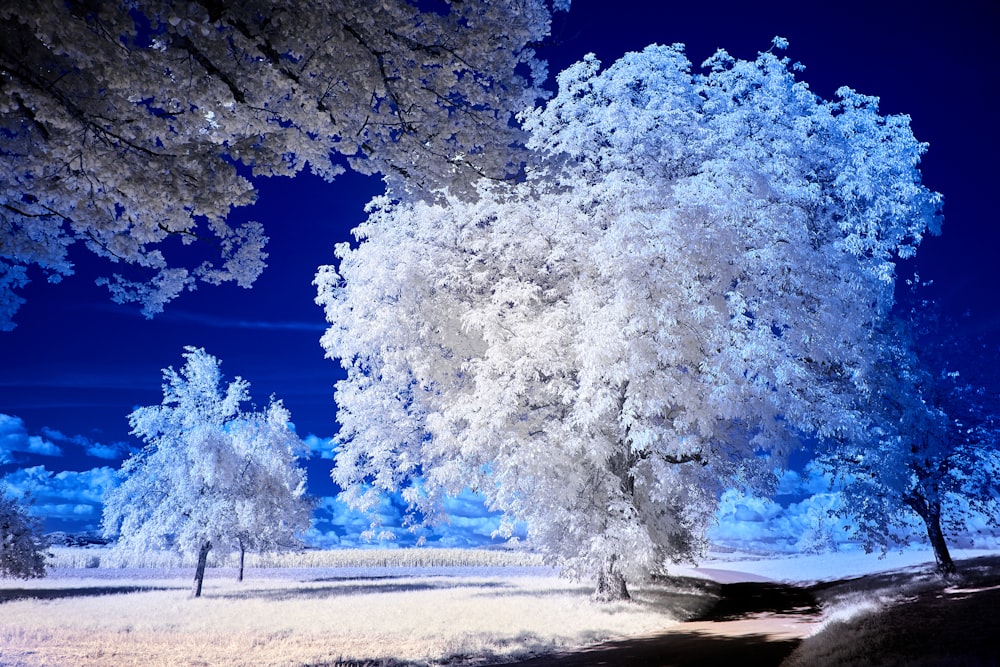 white and brown trees near body of water during daytime