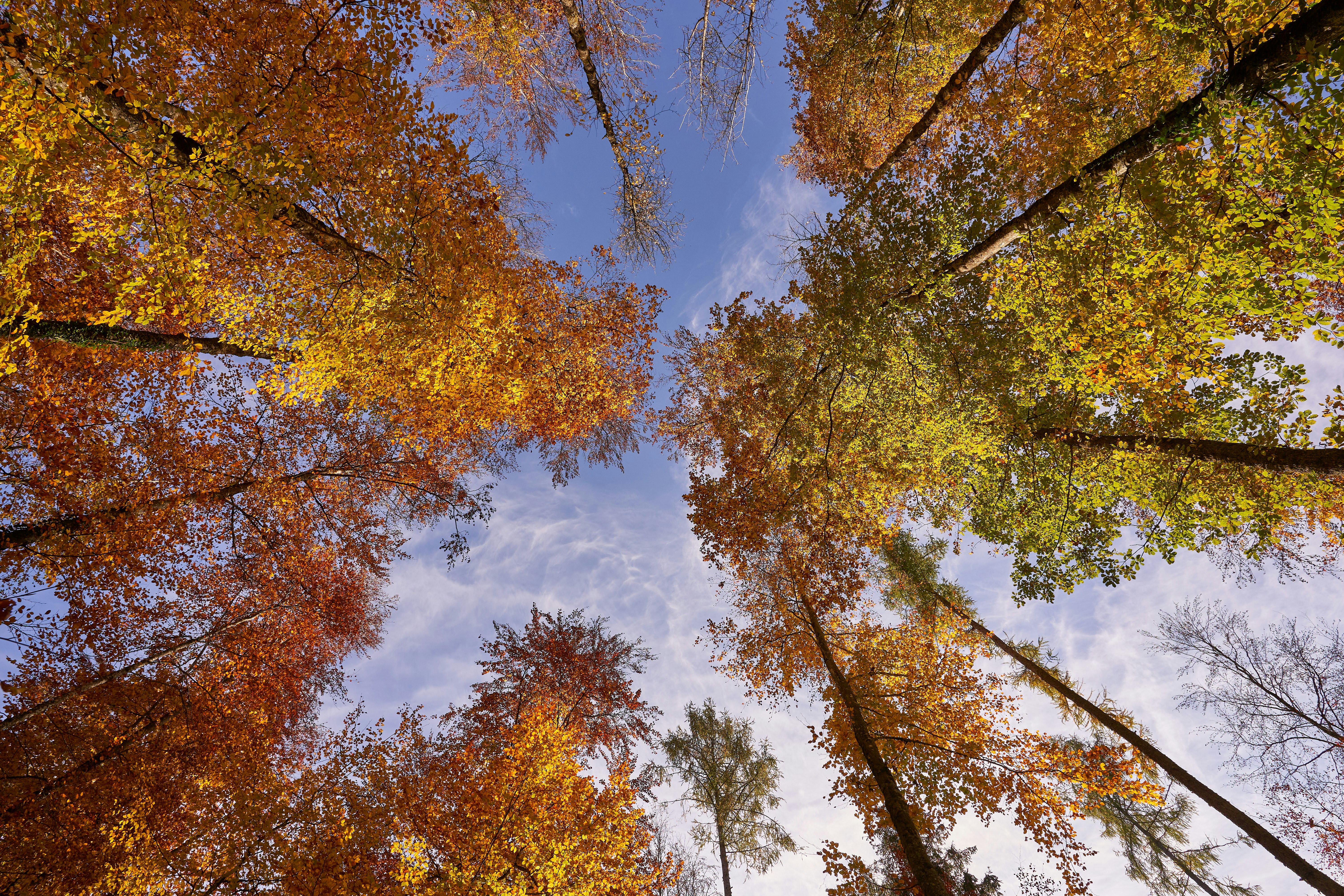 Photo by wolfgang_hasselmann