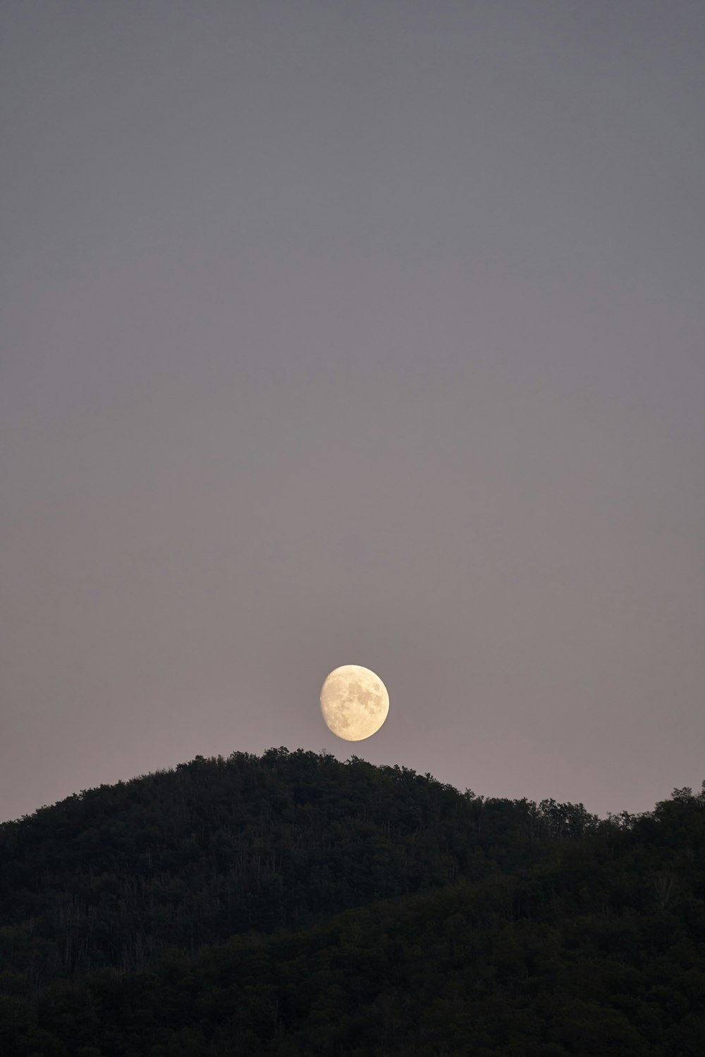 full moon over green trees