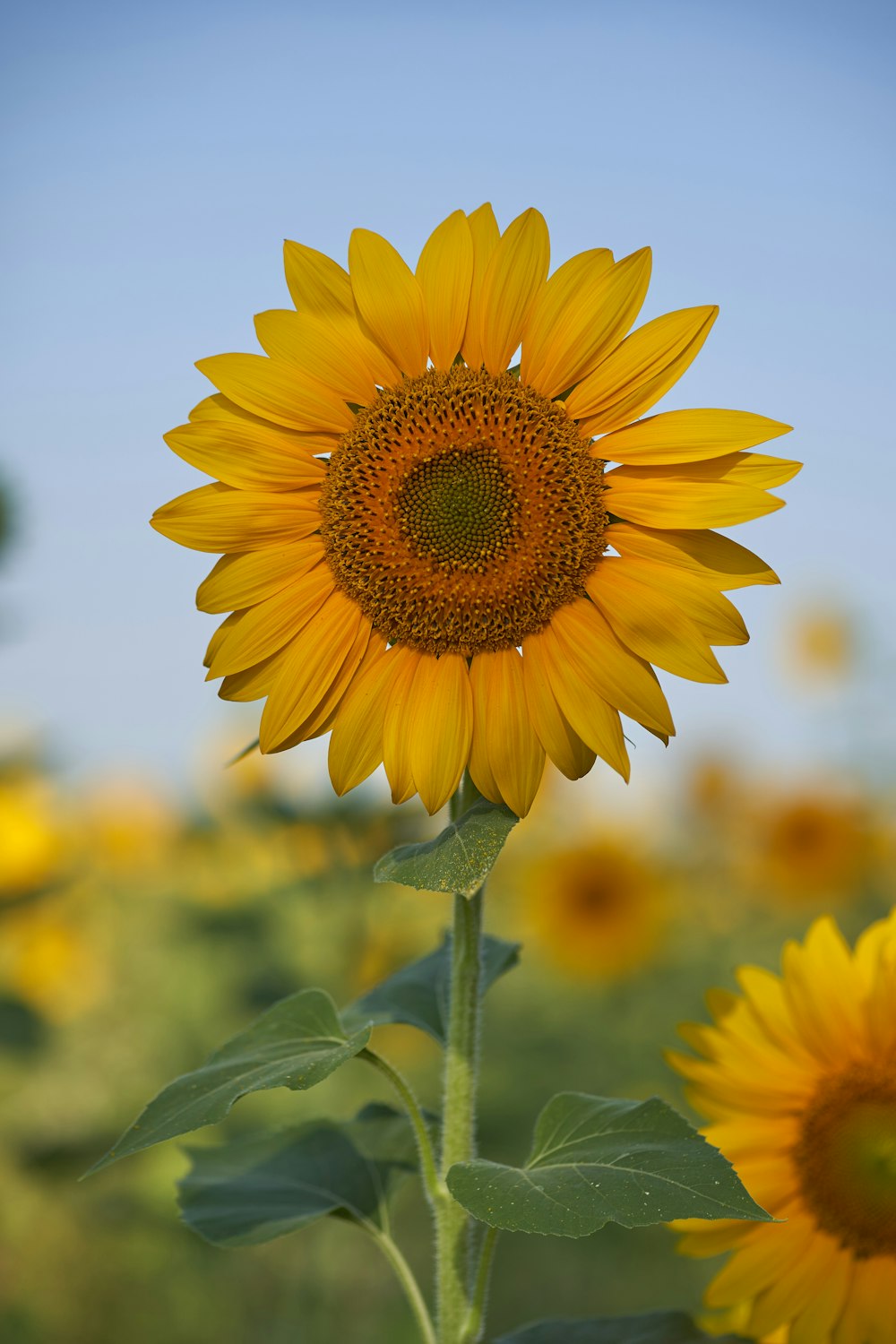 Girasol amarillo en fotografía de primer plano